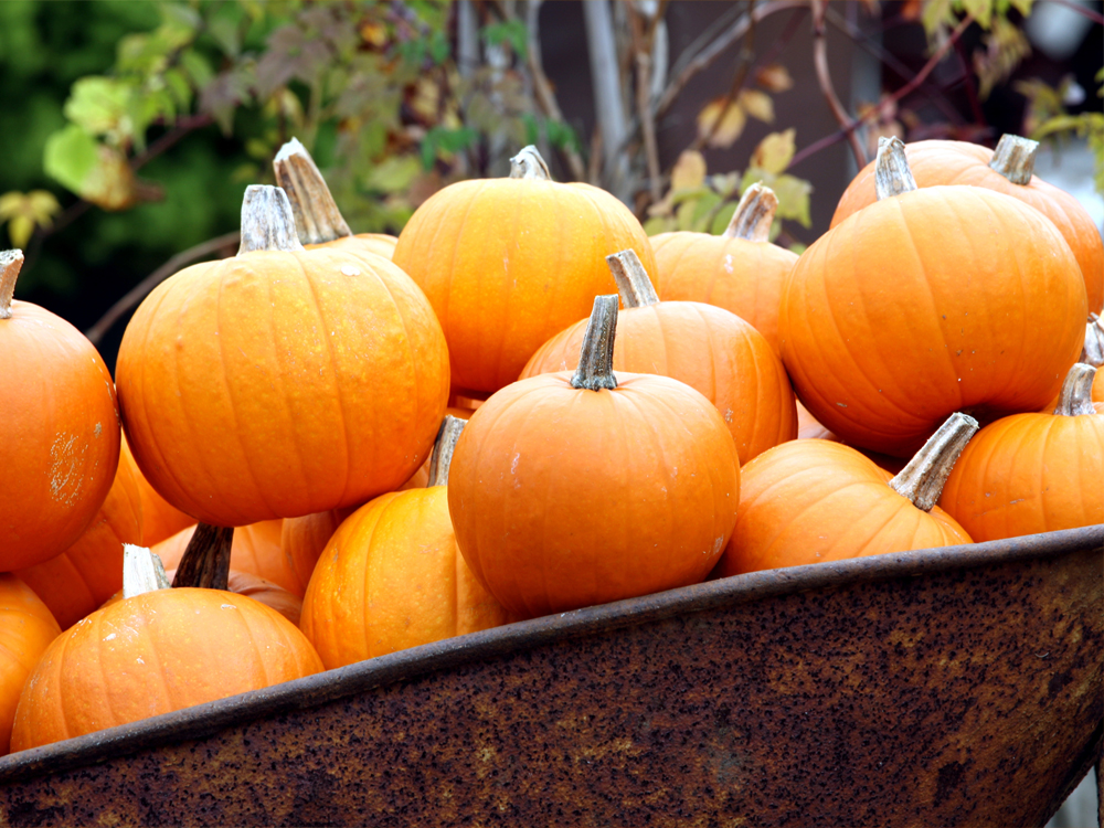 30 Fantastic Fall Festivals Happening in South Jersey Visit South Jersey