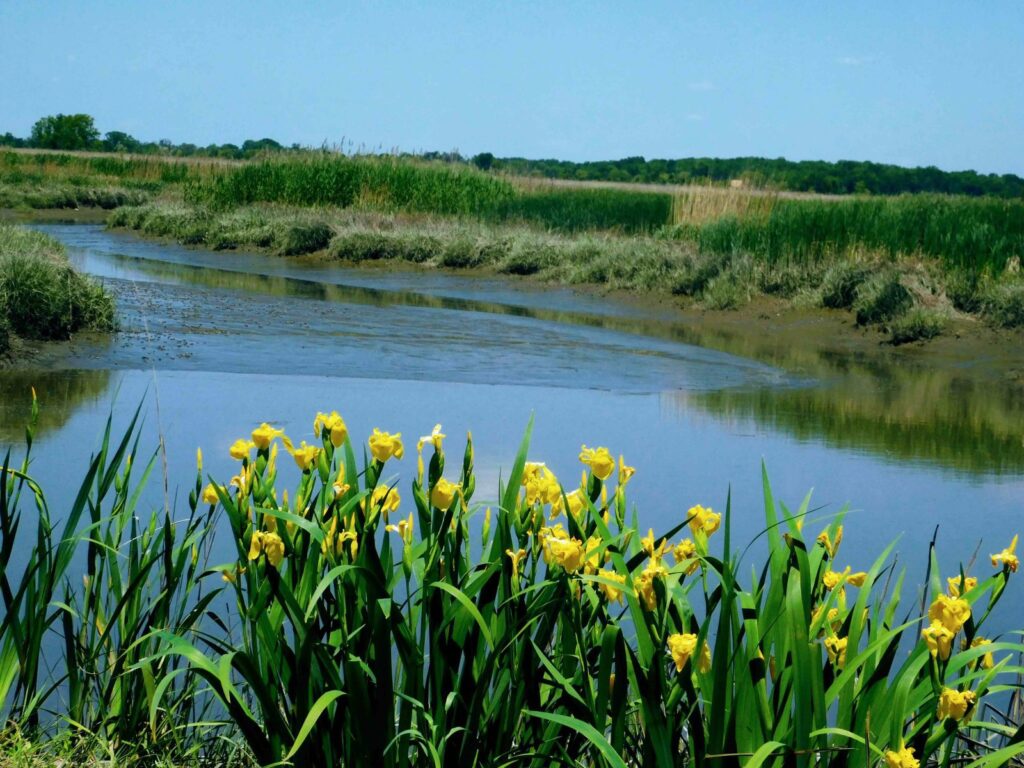 image of money island in south jersey