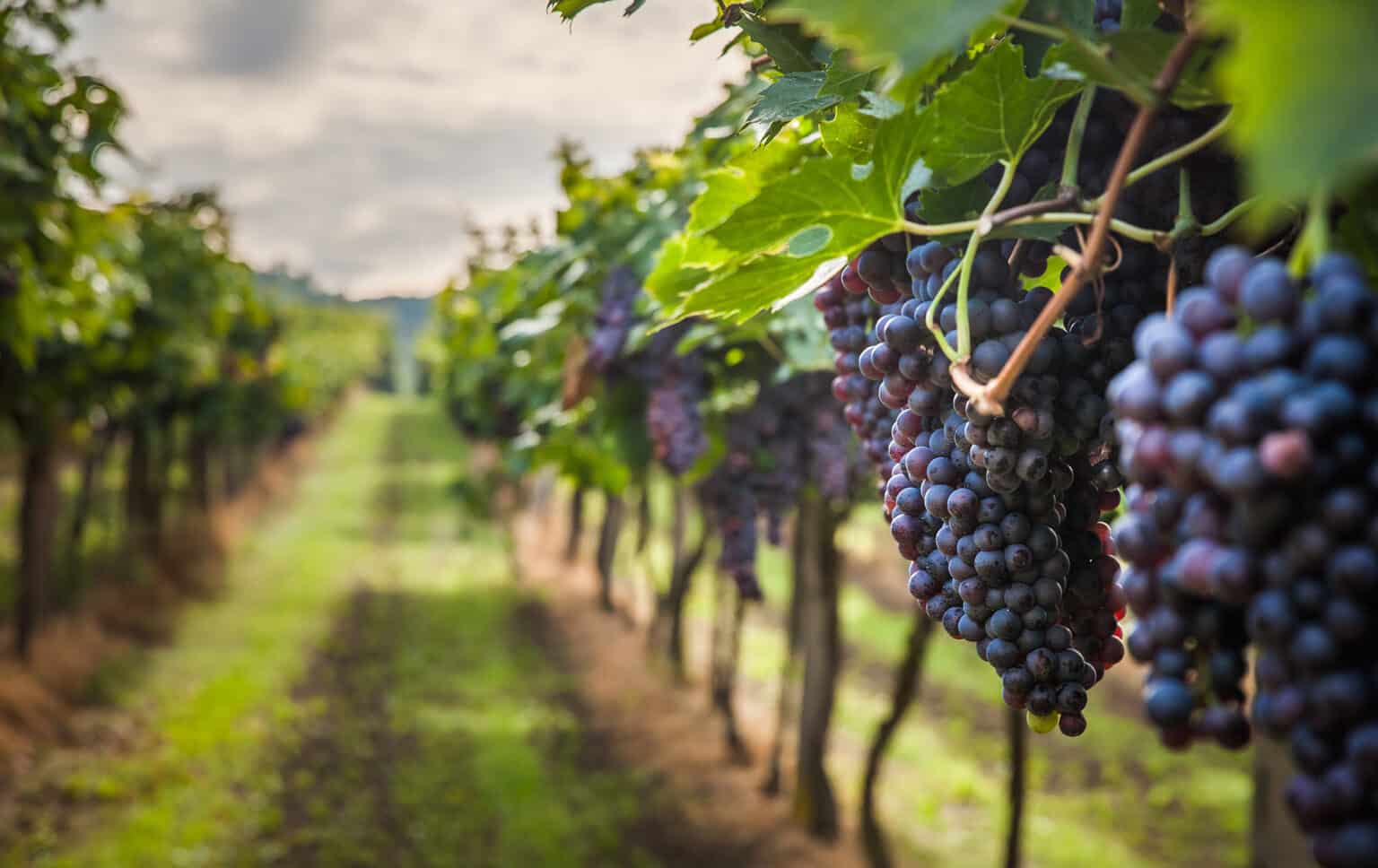 Wine Region | South Jersey Wineries, Wine Tastings, & Vineyards