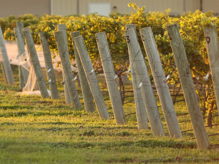 Wine Region South Jersey Wineries, Wine Tastings, & Vineyards