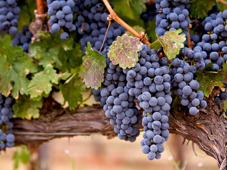 Wine Region South Jersey Wineries, Wine Tastings, & Vineyards