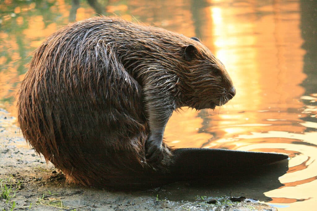 1280px-Beaver_Yearling_Grooming_Alhambra_Creek_2008