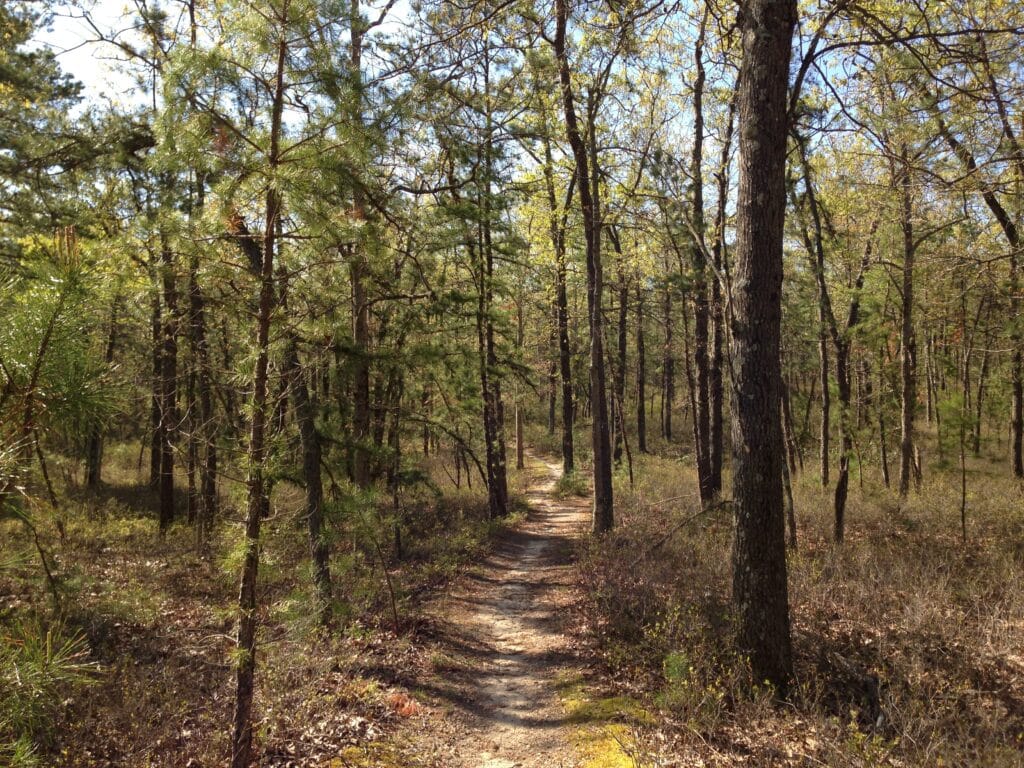 2013-05-10_09_05_22_View_southeast_along_the_Batona_Trail_in_Brendan_T._Byrne_State_Forest_in_New_Jersey