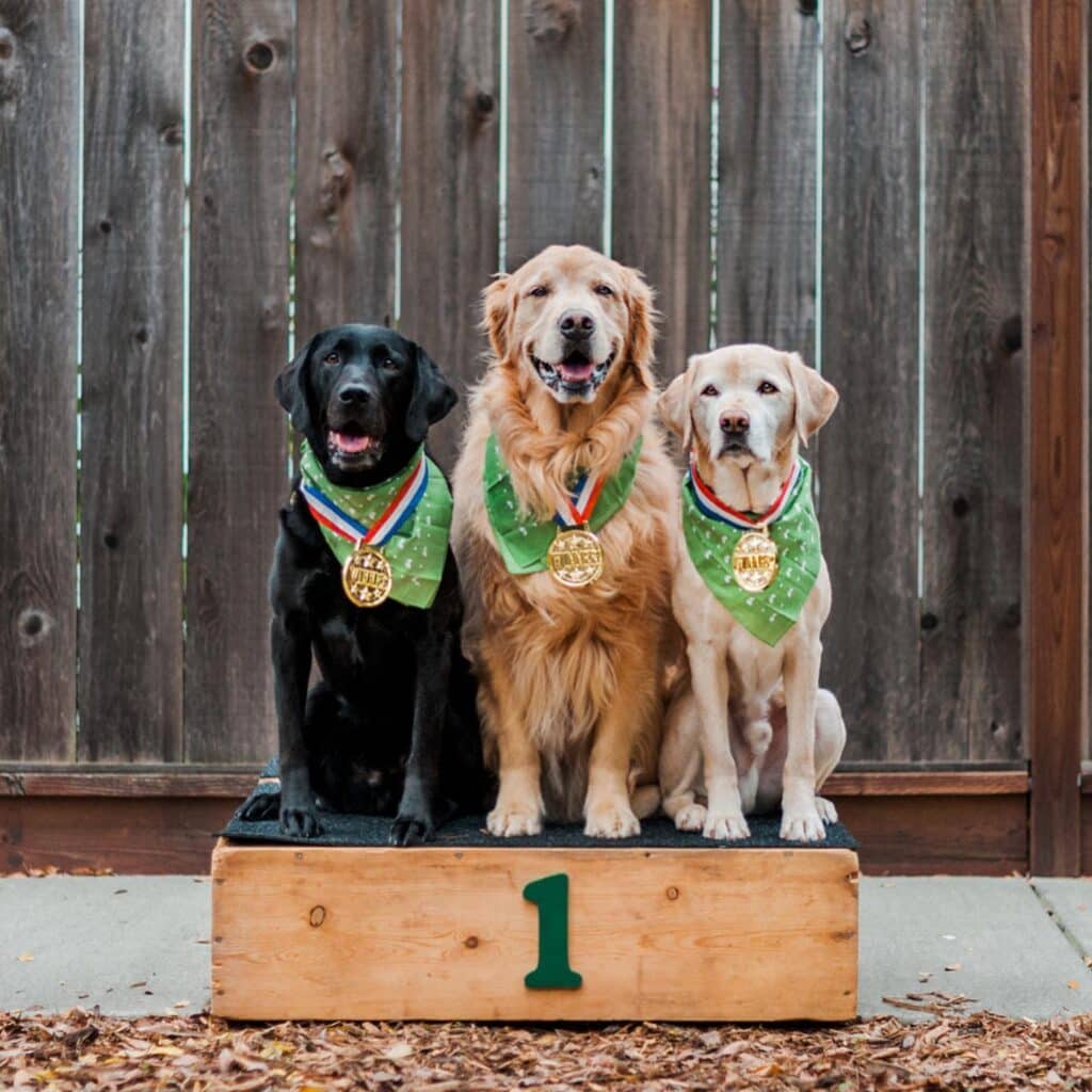 Merchantville Towne off Centre dogs