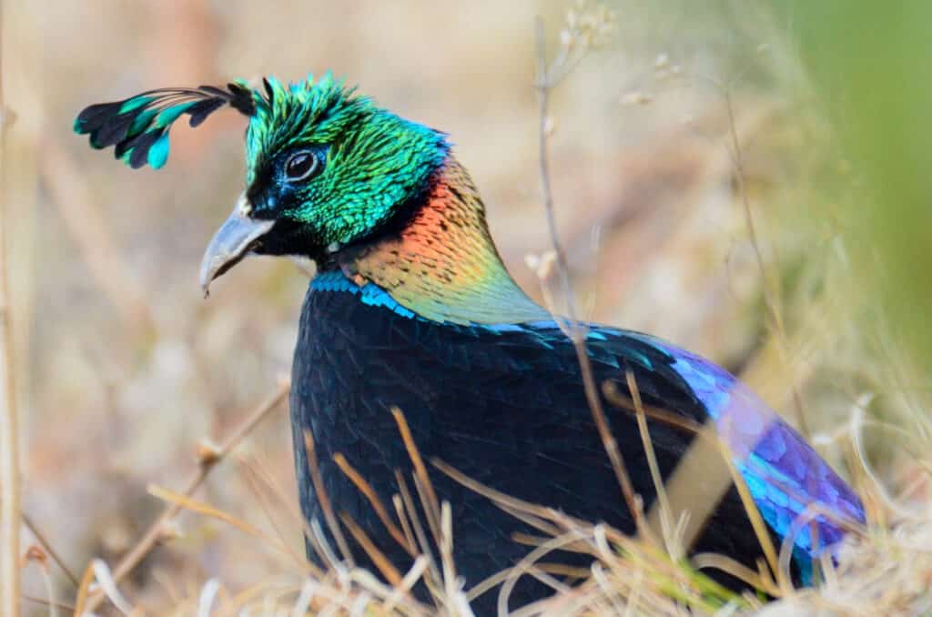 Wildlife-Photography-6