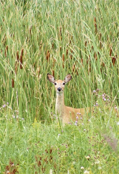 doe-waubay-nwr-usfws