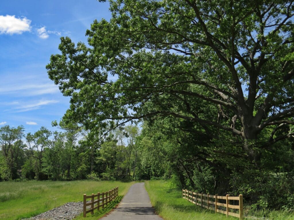 trees