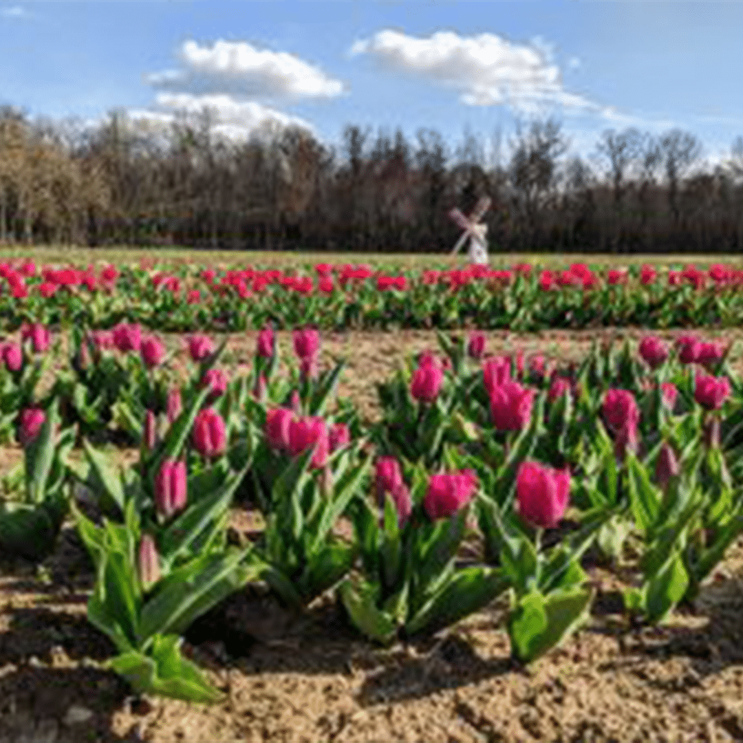 10 Farms With Flowers In South Jersey | Spring Activities In NJ