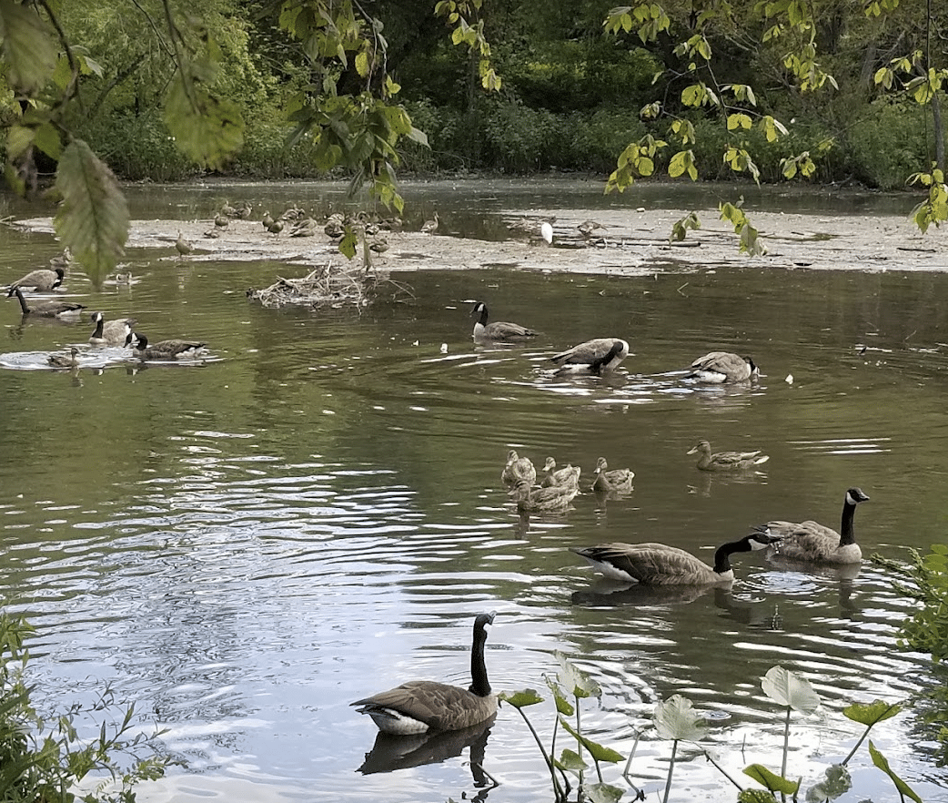 South Jersey Kayaking Adventures Tips and Tricks for the Ultimate