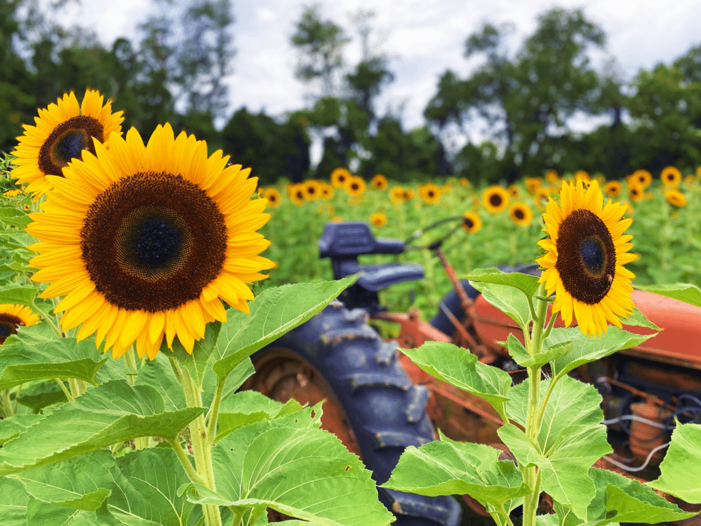 image of sunflower from a south jersey farm