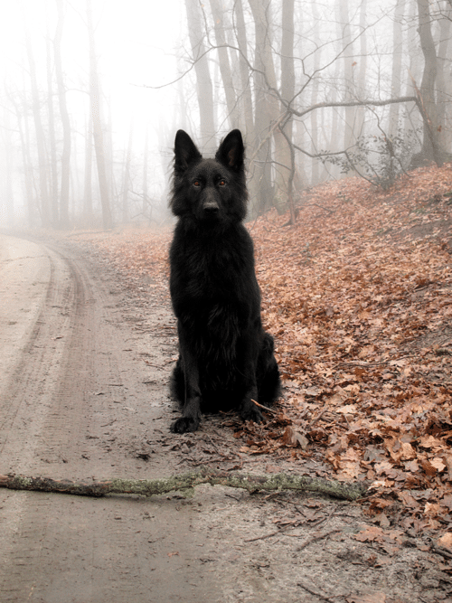 image of THE BLACK DOG