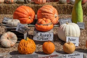 Image of the Best Pumpkin Picking in South Jersey