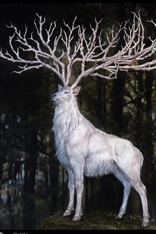 image of THE WHITE STAG OF SHAMONG