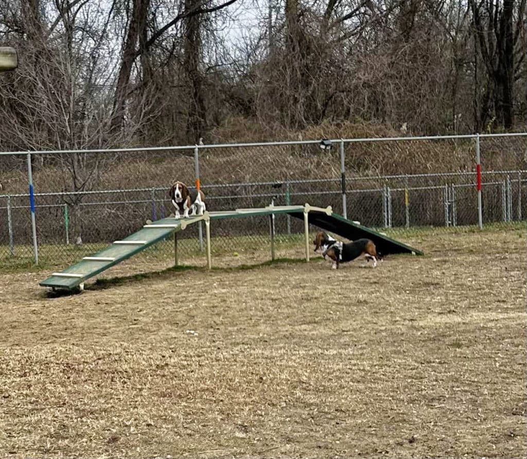 image of dog park in new jersey
