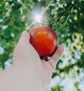 image of apple picking in south jersey