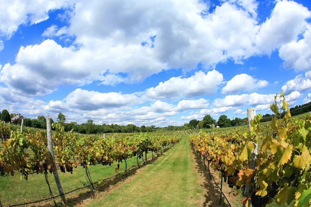 4JG_winery_colts_neck_2