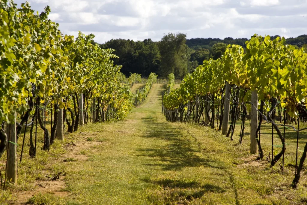 4JG_winery_colts_neck_3