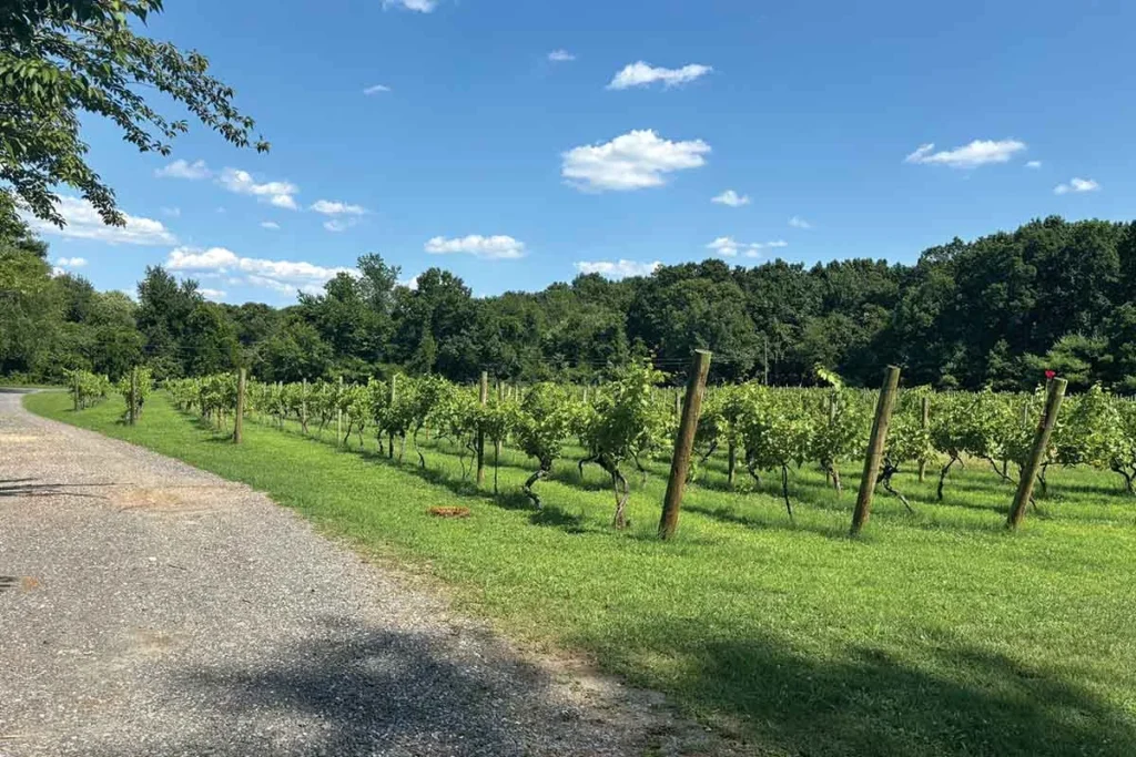 Amalthea_cellars_atco_1