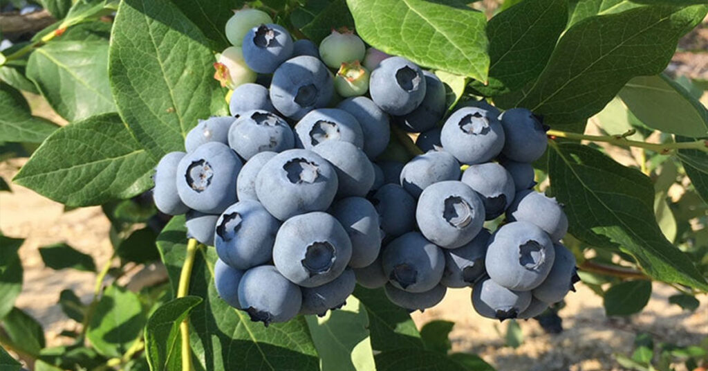 Blueberry Bill Farm