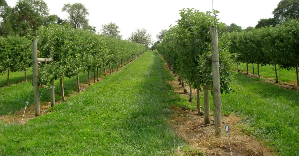 Chestnut Run Farm