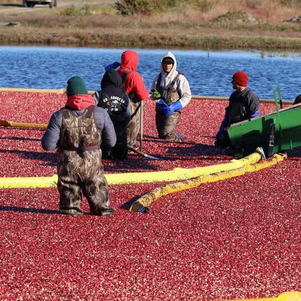 Cranberry Bogs in the NJ Pinelands