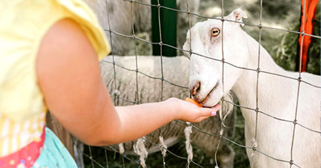 Creamy Acres Farm