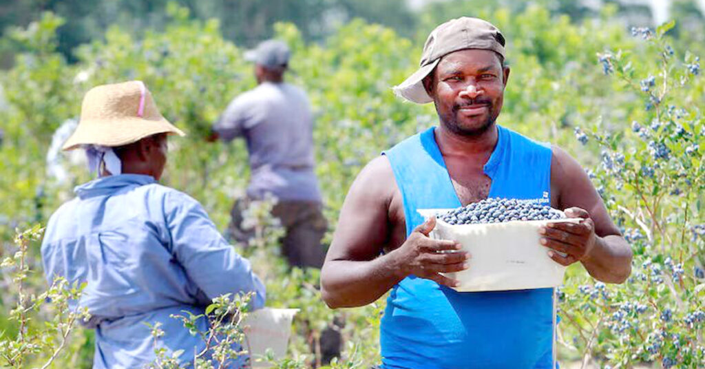DiMeo Blueberry Farm