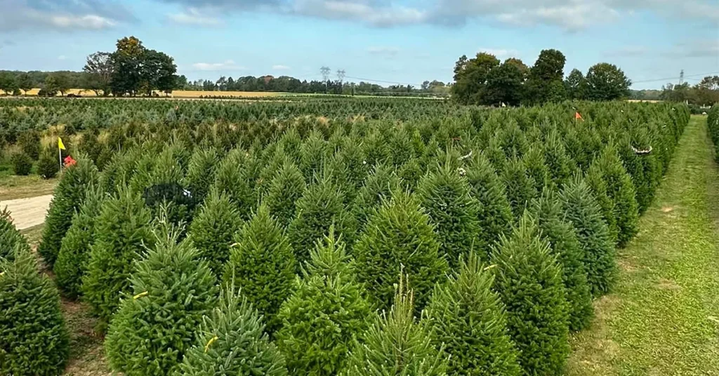 Exleys_christmas_tree_farm_monroeville_1
