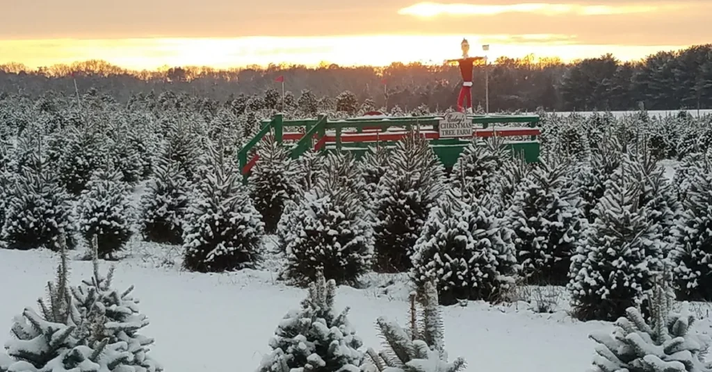 Exleys_christmas_tree_farm_monroeville_featured