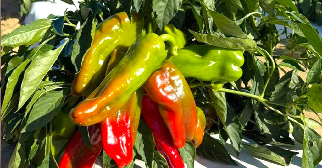 Hallocks U-Pick Farm and Greenhouse