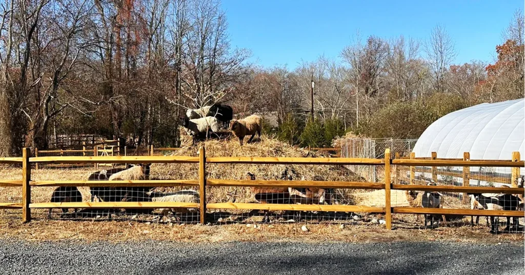 audreys_farm_marlton_2