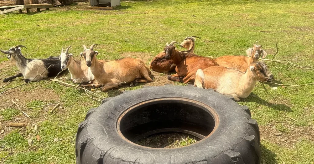 audreys_farm_marlton_featured