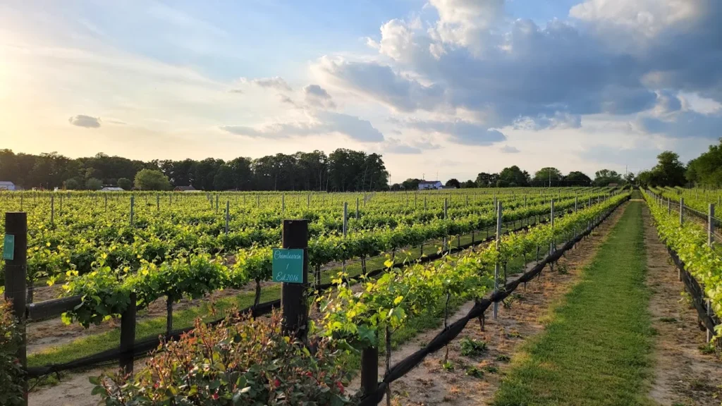 blue_cork_winery_williamstown_4