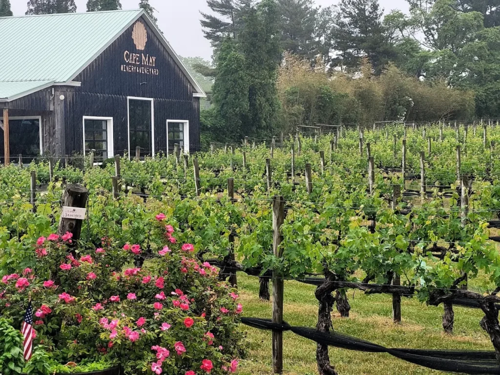 cape_may_winery_cape_may_9