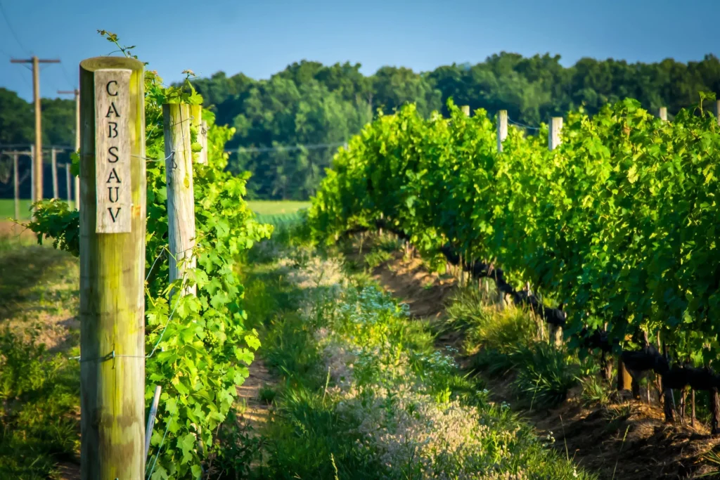 cedar_rose_vineyard_millville_featured