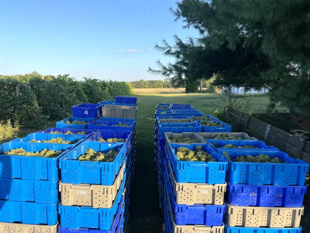 cedarvale_winery_swedesboro_5