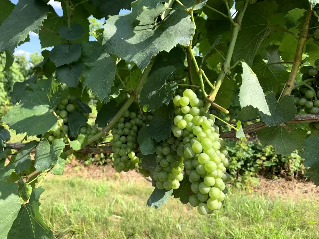 cedarvale_winery_swedesboro_6