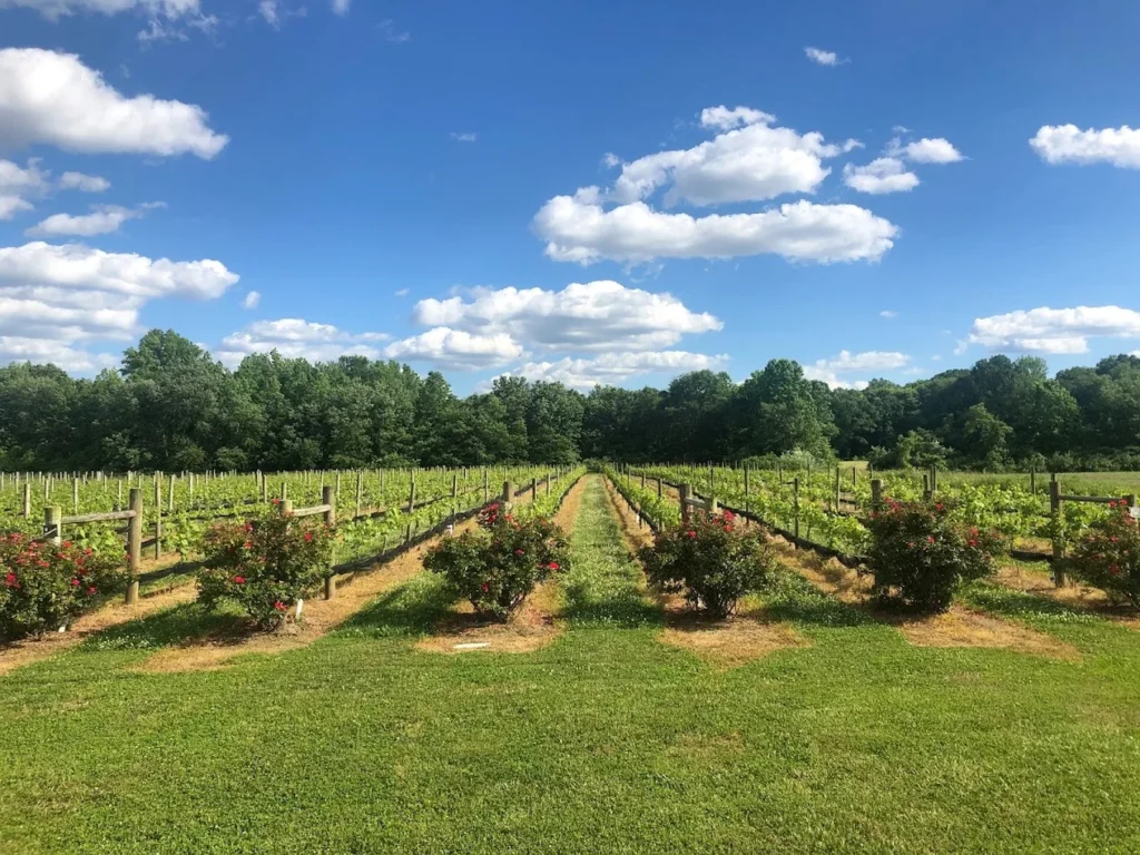 coda_rossa_winery_franklinville_6