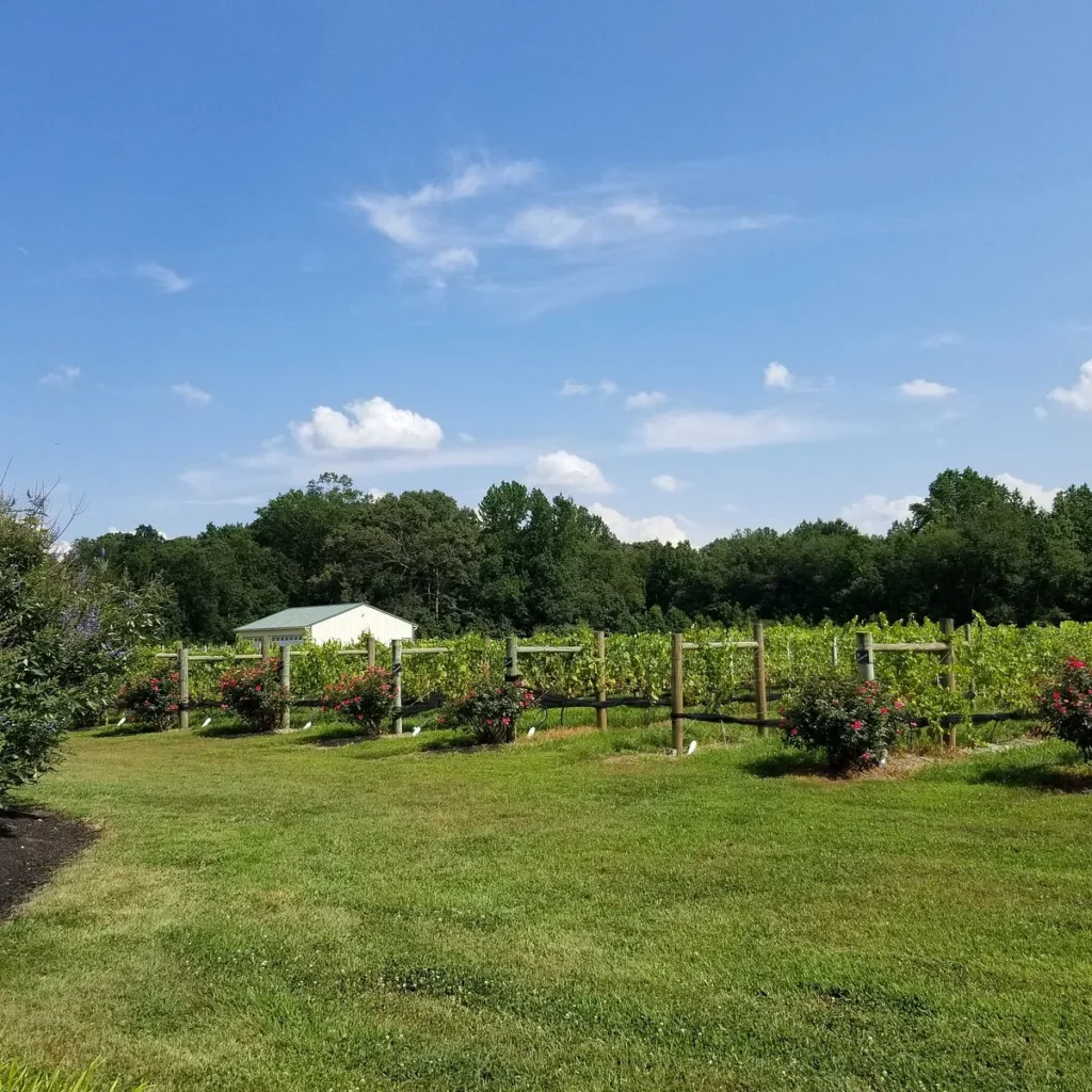 coda_rossa_winery_franklinville_8