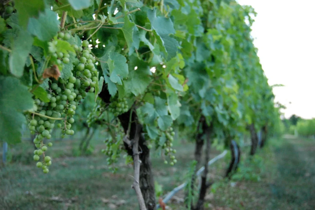 dibella_winery_woolwich_1