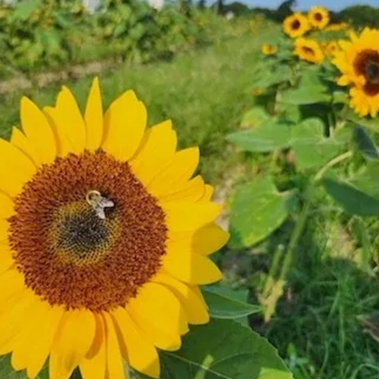 Bright sunflowers in a lush field at Moods Farm