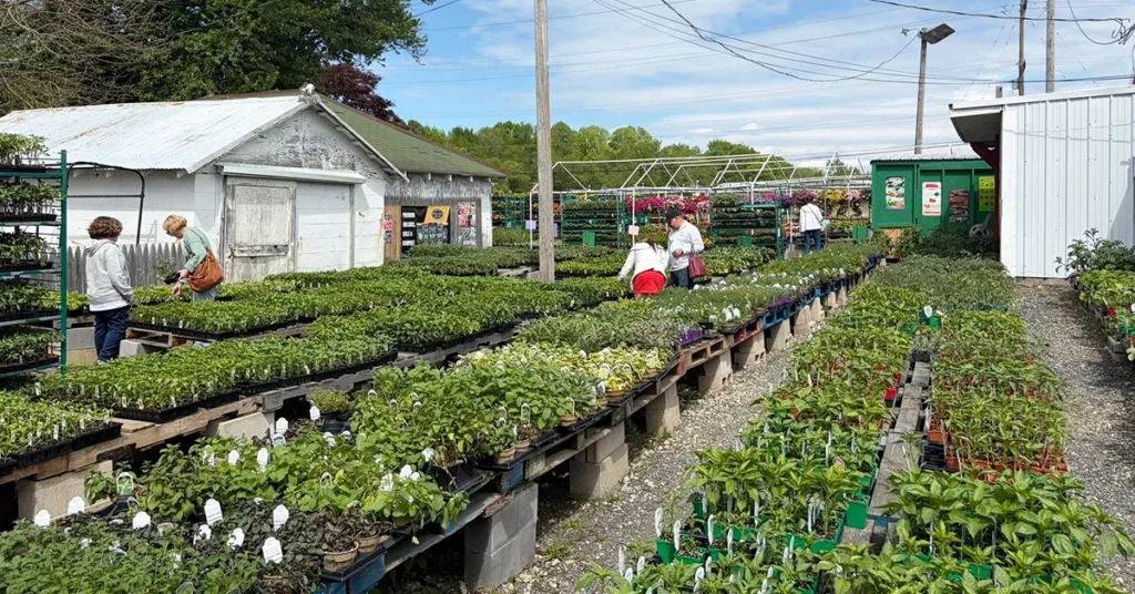 puglias_produce-washingtontwp_6