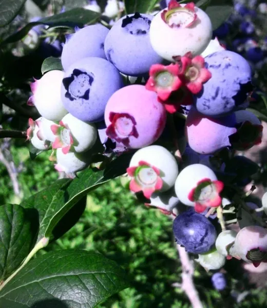 rosedale-blueberry-farm-winslow
