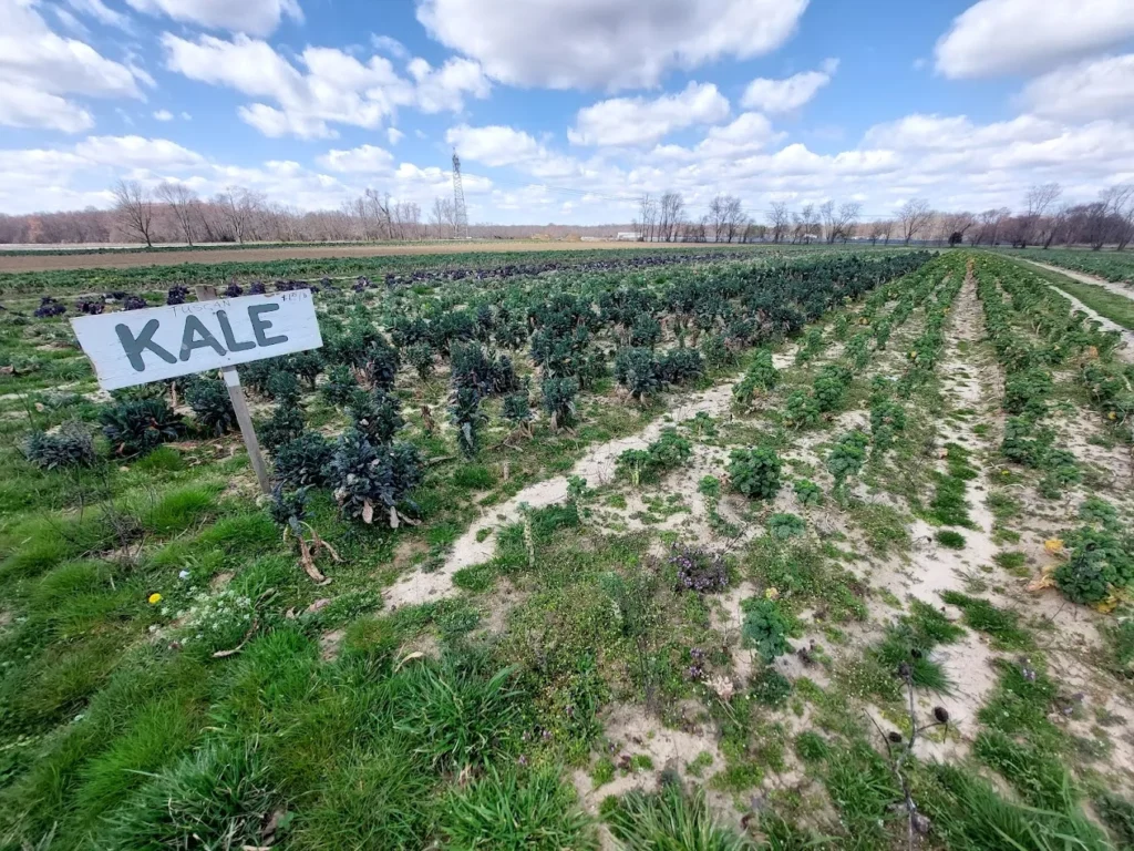 specca_farm_market_bordentown_1