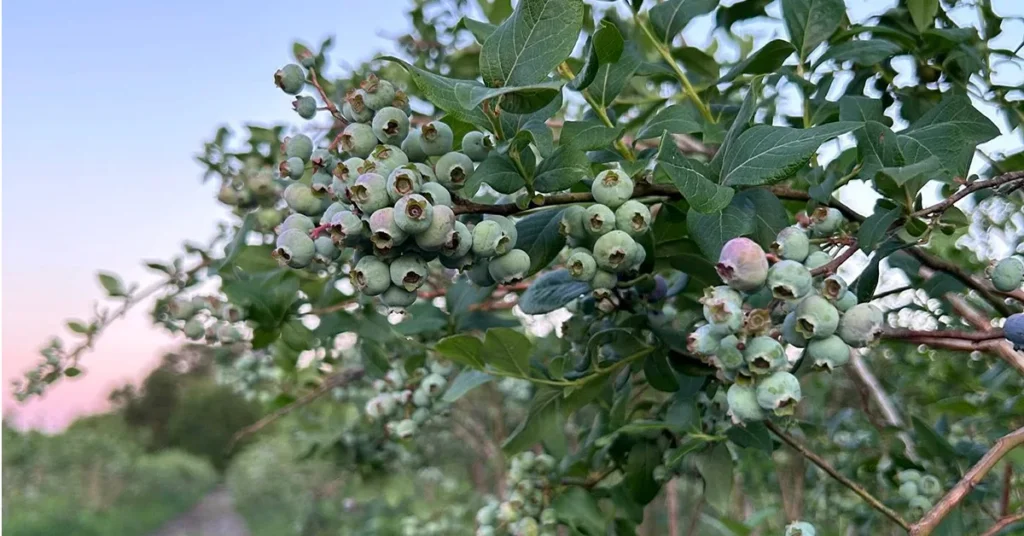wells_blueberries_southampton_3