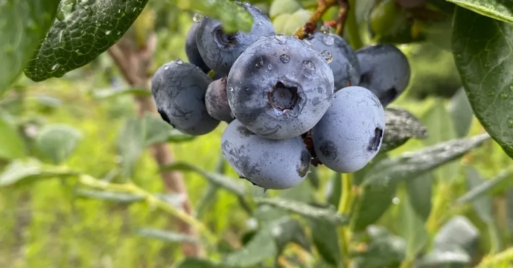 wells_blueberries_southampton_featured