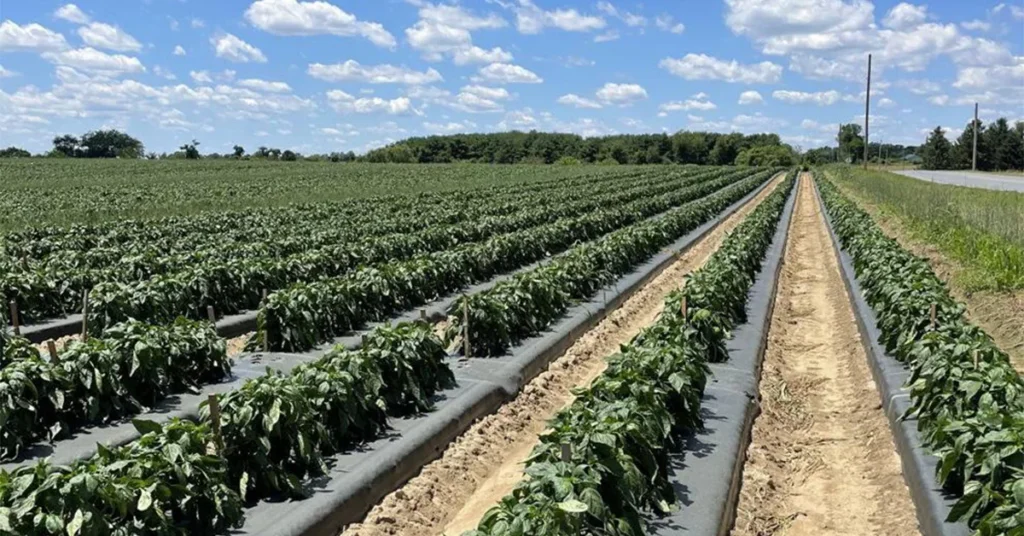 zrh_farms_pedricktown_featured