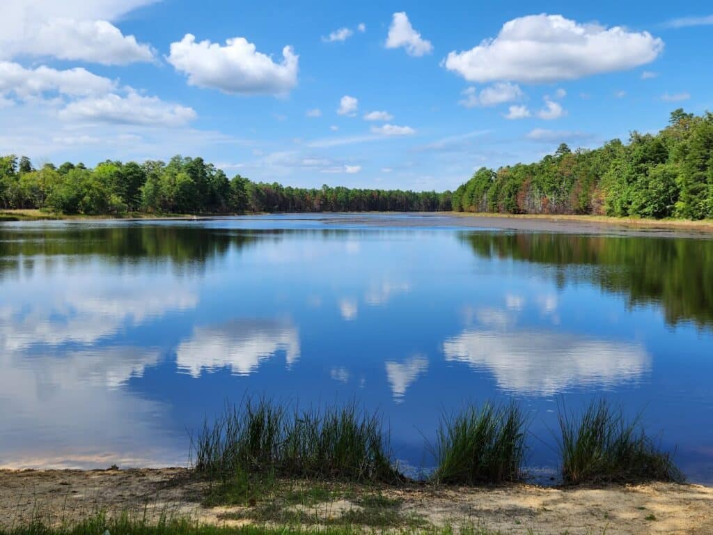 Wharton State Forest